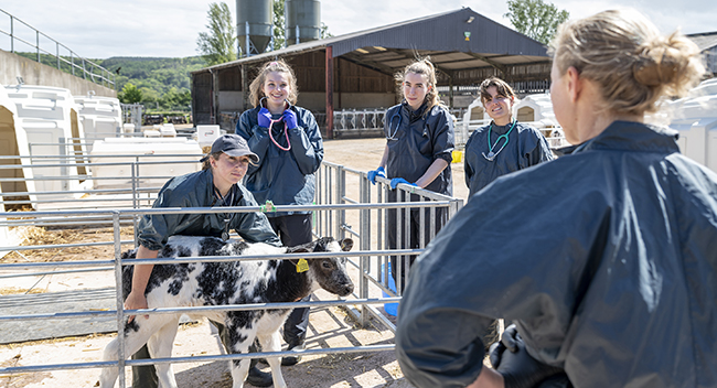 Vet observing student handling calf on farm